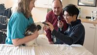 vets examining cat