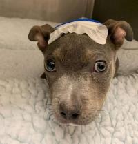 dog with bandage on head