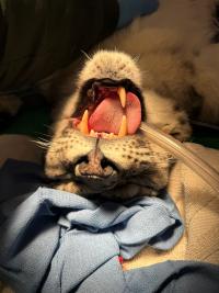 big cat's mouth showing three canine teeth instead of four