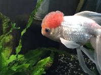 oranda goldfish swimming in aquarium