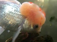 Oranda goldfish with overgrown wen