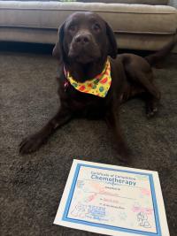 chocolate Lab sitting with certificate in front of her