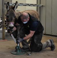 Bella having her hooves trimmed by UC Davis farrier Shane Westman.