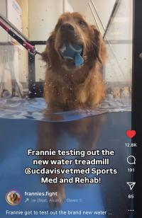 dog on underwater treadmill