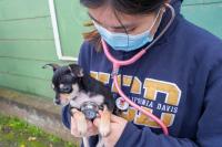 UC Davis veterinary student holding and examining a dog