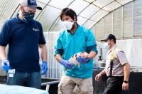 VIRRS award winner Dr. Eric Littman (fellow) and Dr. Esteban Soto (faculty) conduct health examinations on koi at a client facility.