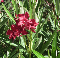 oleander plant