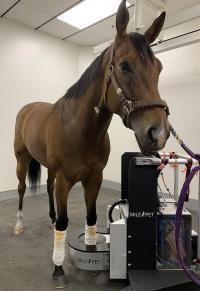 horse in standing PET scanner