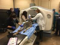 kangaroo in CT machine