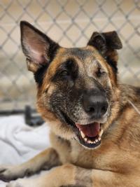 dog with one eye