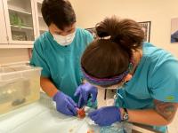 veterinarians trim the wen from fish's head