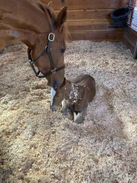 mare and her colt