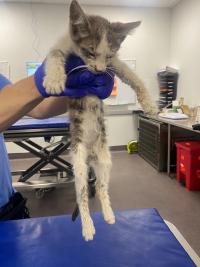 slender kitten in bad health