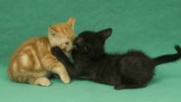 two kittens wrestling