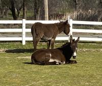 two donkeys in pasture