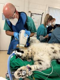 veterinarian performing x-ray on snow leopard
