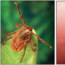 The brown dog tick is more likely to bite people and spread the often fatal bacterial infection, experts say.