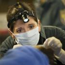 Dr. Jamie Peyton treating a burned bear.