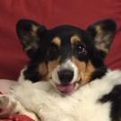 Dog with lymphona successfully treated at UC Davis veterinary hospital