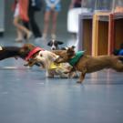 doxie derby