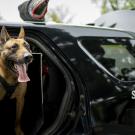 K9 Officer Aero is back on duty after UC Davis veterinarians treated a nearly fatal illness.