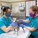 DVM student Melissa Hernandez, class of 2023, left, and Dr. Kate Farrell examine a dog in the UC Davis Emergency Room.