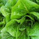 romaine lettuce