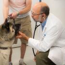 veterinarian examing dog