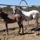 Mare with two foals