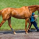 horses on racetrack