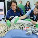 Dr. Jenessa Gjeltema on right examines a snow leopard at the Sacramento Zoo.