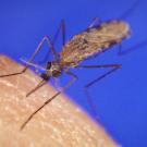 malaria mosquito