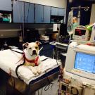 dog receiving hemodialysis treatment at UC Davis veterinary hospital