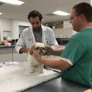 UC Davis veterinarians treat Cocoa for cancer