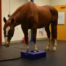 horse in standing PET scanner at UC Davis