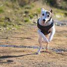 dog on a trail