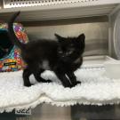 black kitten Emma at UC Davis veterinary hospital