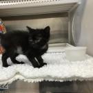 black kitten Emma at UC Davis veterinary hospital