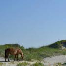 Sand accumulations in horses
