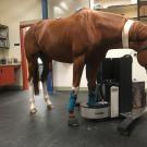 horse undergoing standing PET scan at UC Davis veterinary hospital