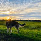 Regnar, a 4-year-old German shepherd belonging to UC Davis veterinarians Drs. Boaz Arzi and Natalia Vapniarsky Arzi, was able to donate blood at the UC Davis veterinary hospital during the COVID-19 pandemic.