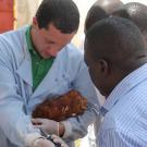 Dr. Gallardo vaccinates chicken