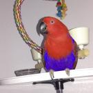Eclectus parrot named Ginger treated for proventricular dilation at UC Davis veterinary hospital
