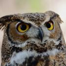 great horned owl