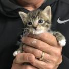 baby kitten with milk on face