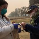 Veterinary technician Kristina Palmer and Dr. Hawkins caring for the birds at the Fairgrounds with the thick smoke in the background.