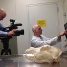 UC Davis veterinarian Dr. Boaz Arzi with 3D printed skull