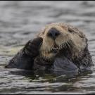 A sea otter in the water rubbing face
