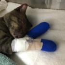 cat at UC Davis veterinary hospital with paws bandaged