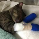 cat at UC Davis veterinary hospital with paws bandaged
